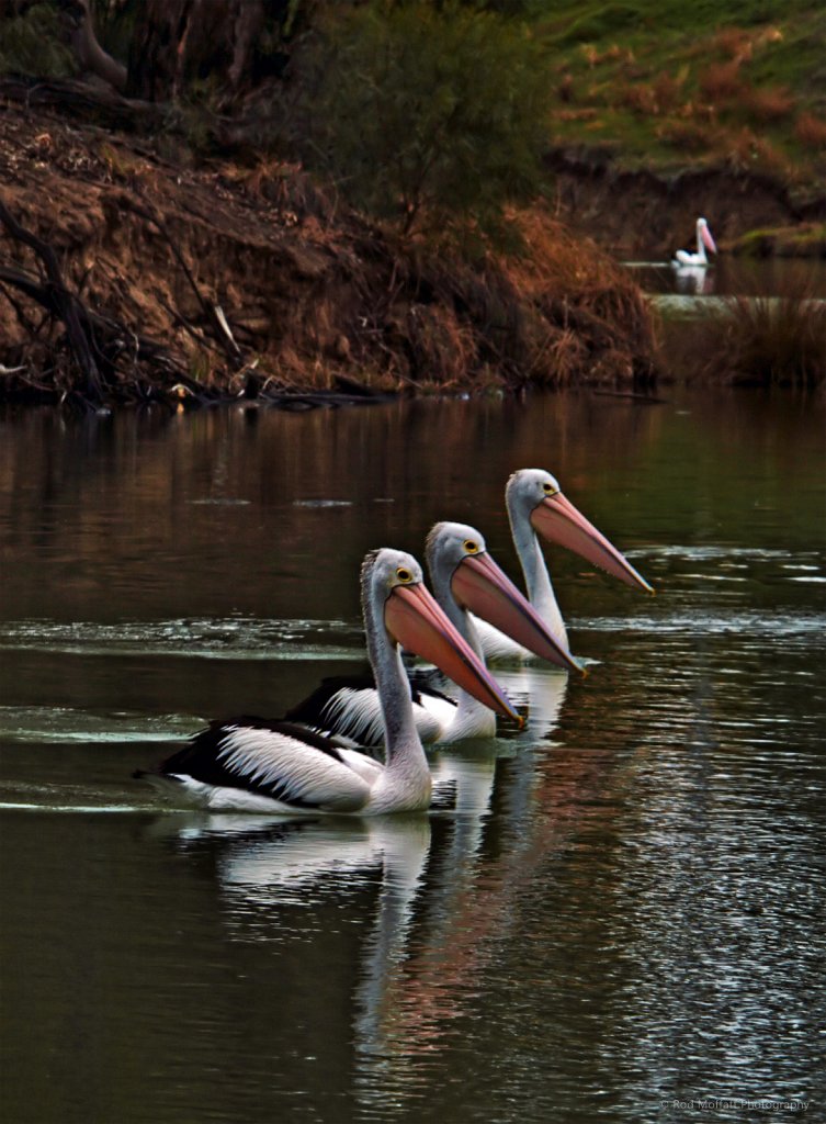 Trio of Pelicans