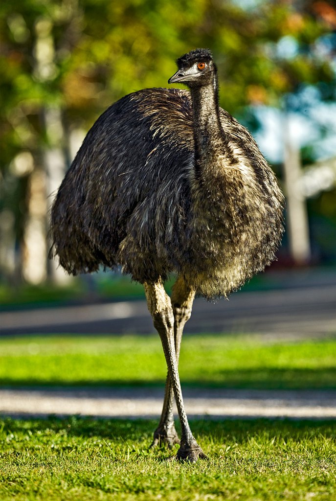 Emu in suburbia